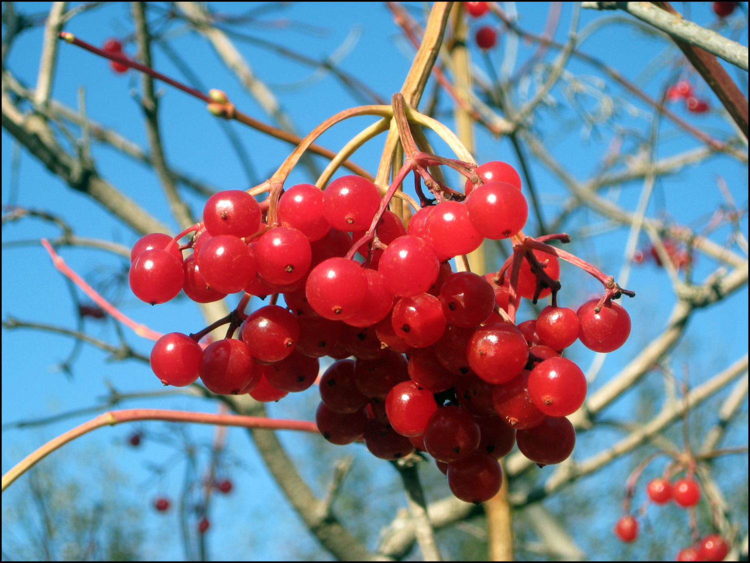 Viburnum opulus