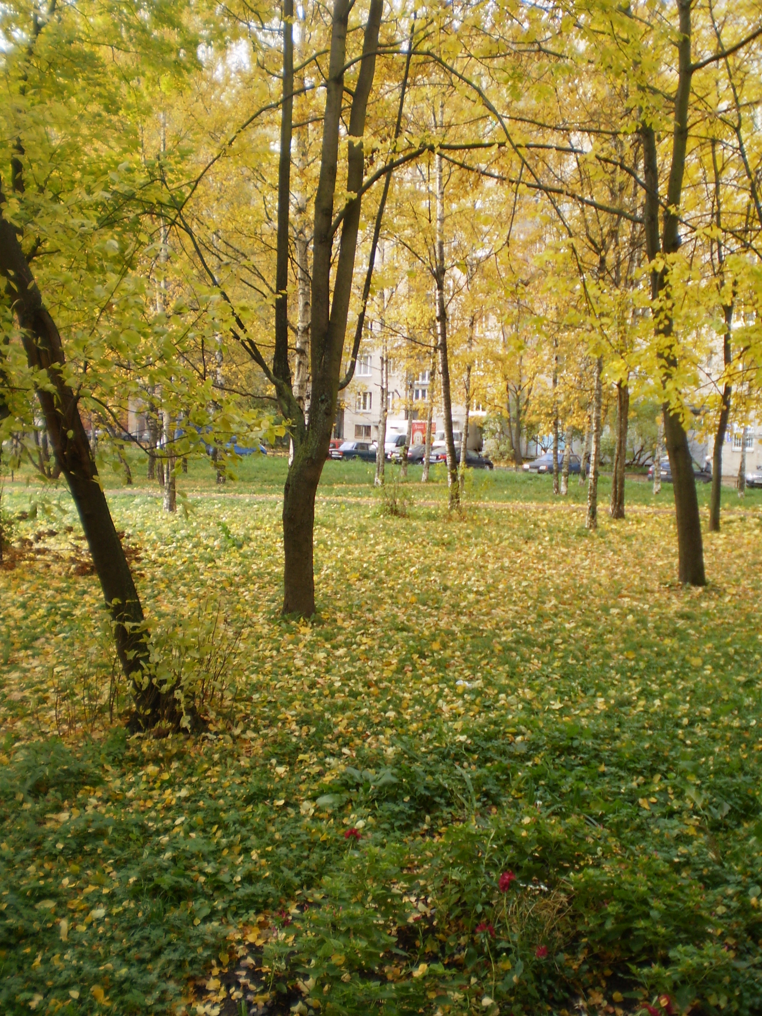 золотая осень в нашем дворе