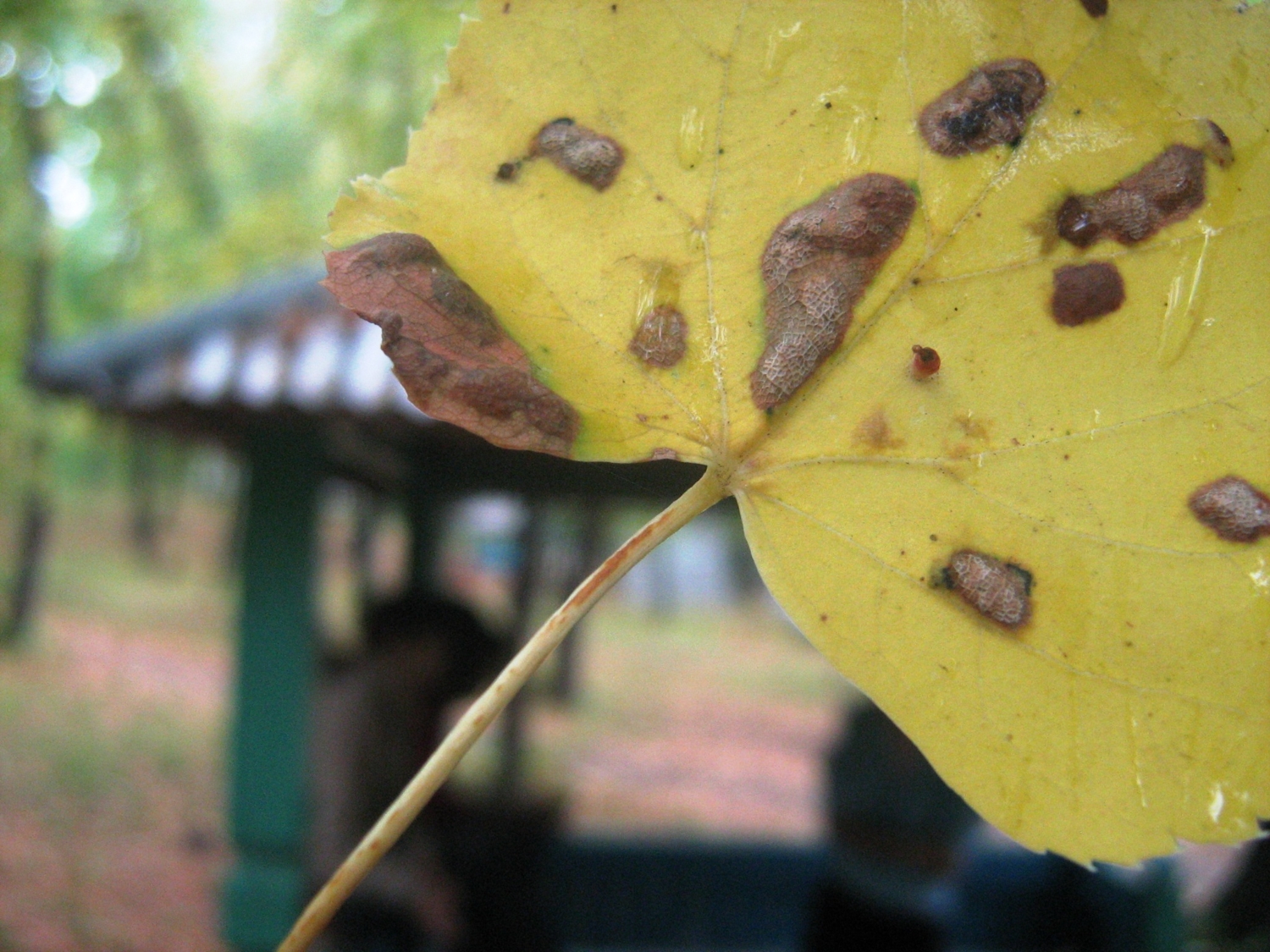 ярко-желтый лист осенний