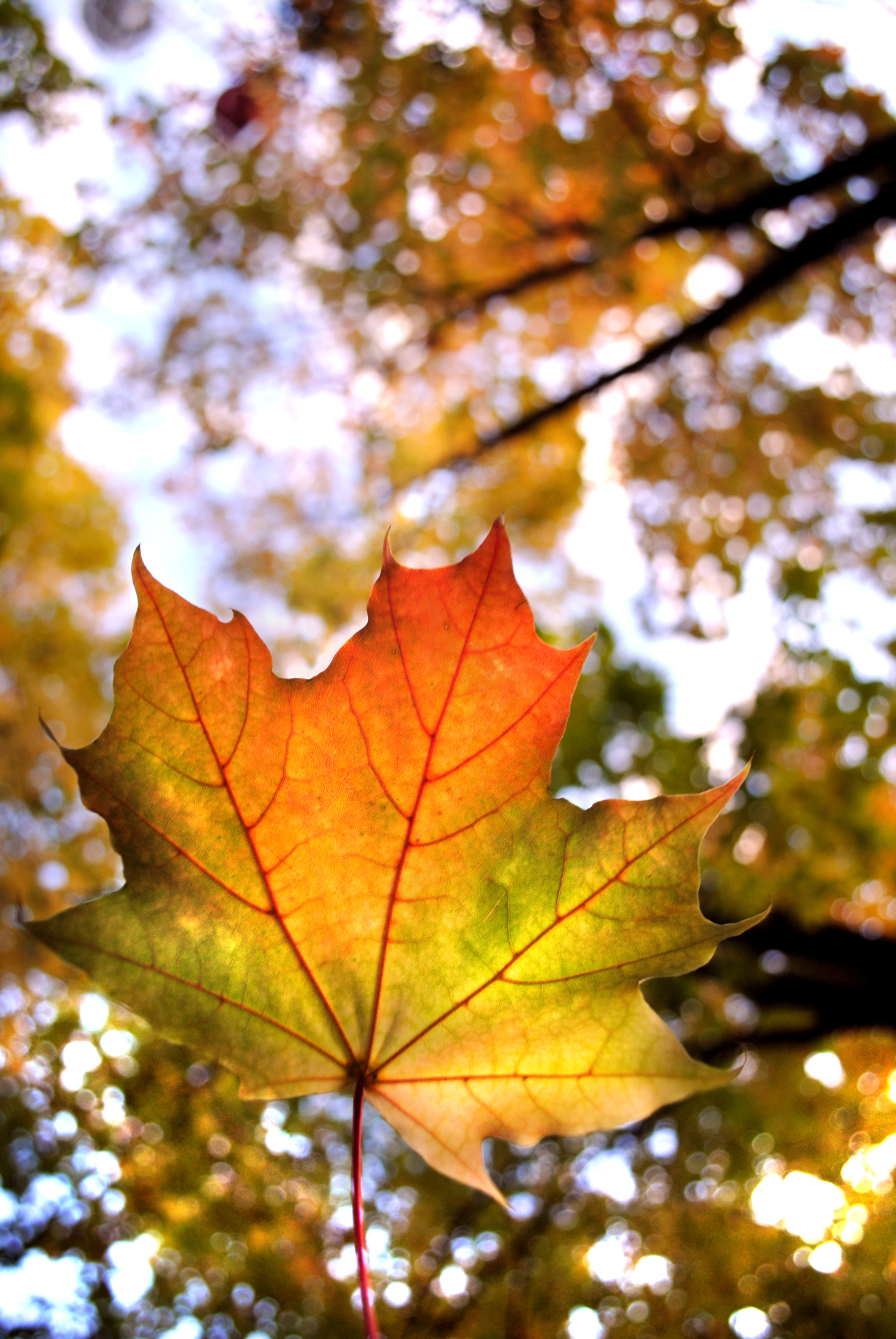 Осень,цвета,самые яркие краски