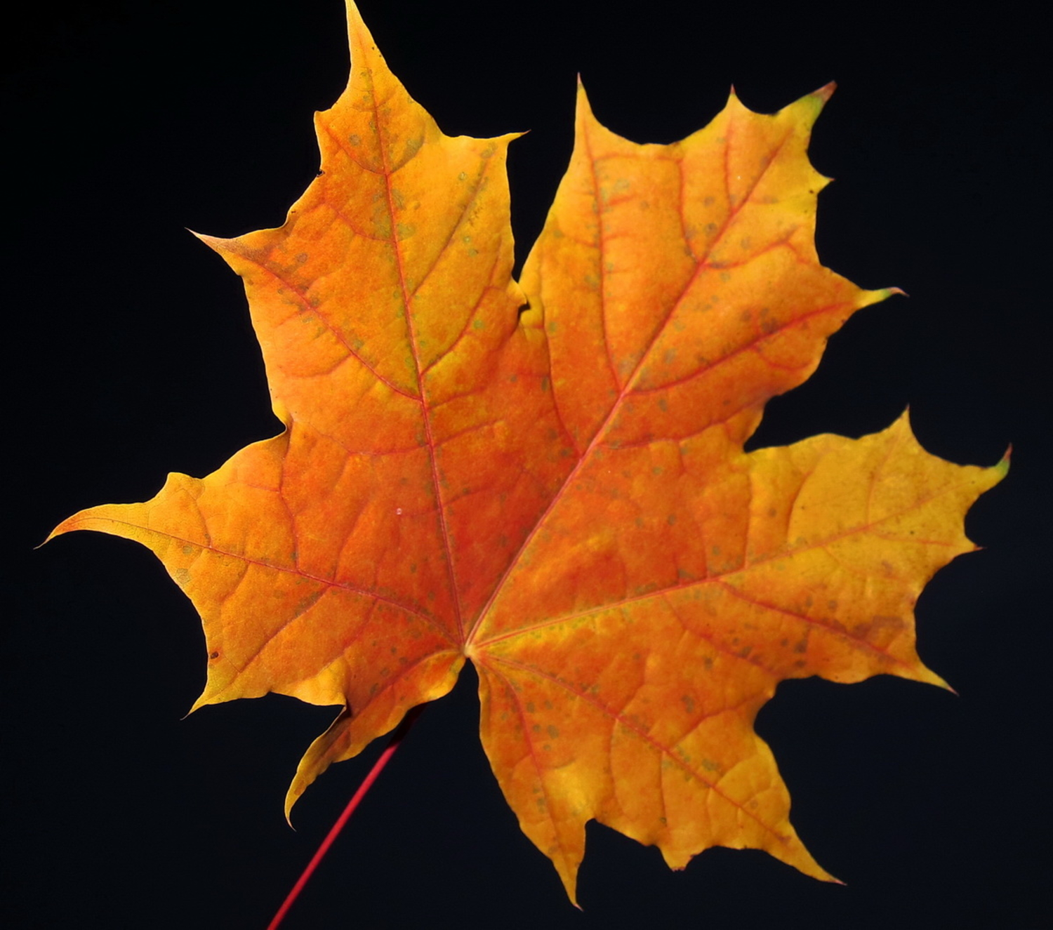 Кленовый лист - все краски осени