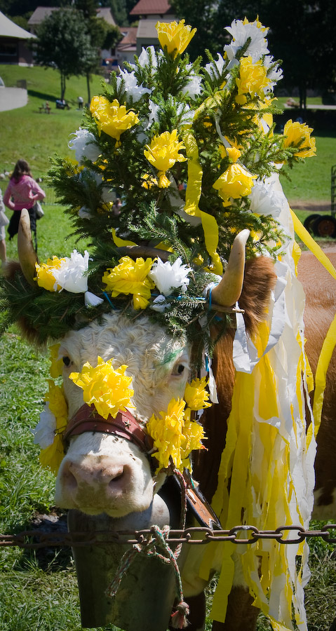 Коровка праздничная...