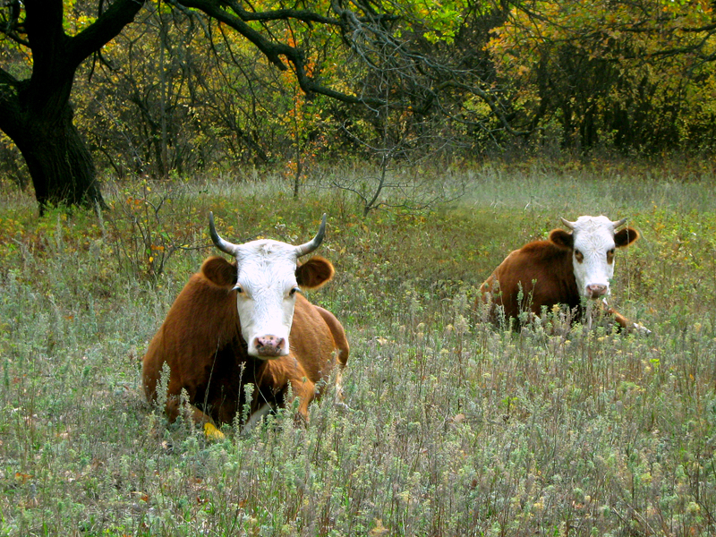 Коровы-близняшки