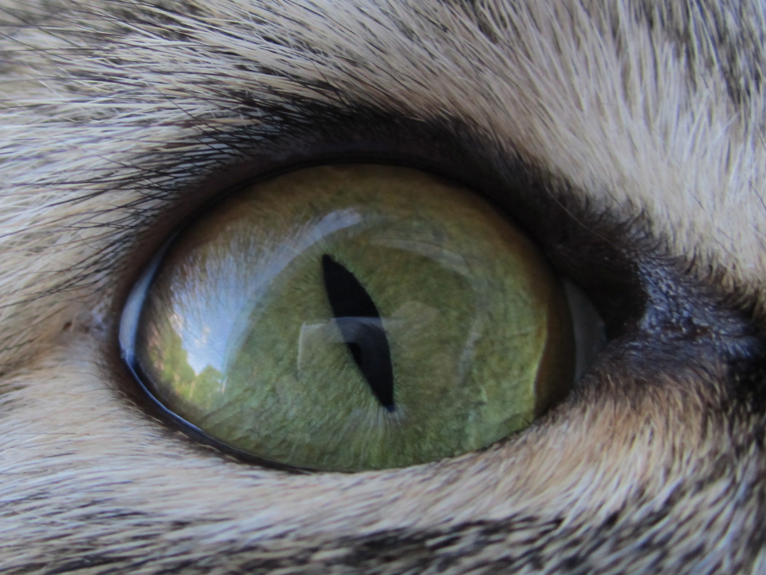 Кошкин глаз