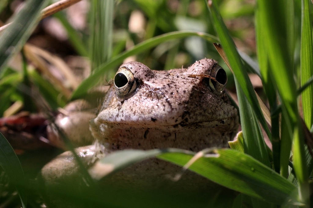 Вот такой, Цвекточик Аленький..