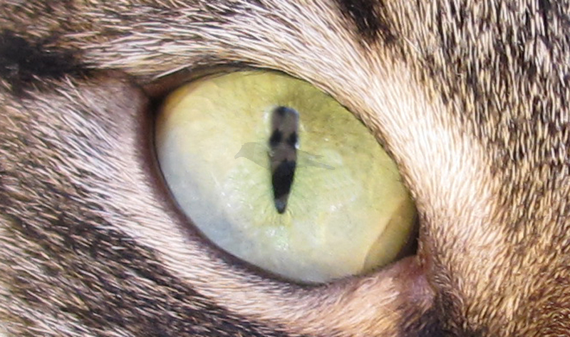 Глаз охотника
