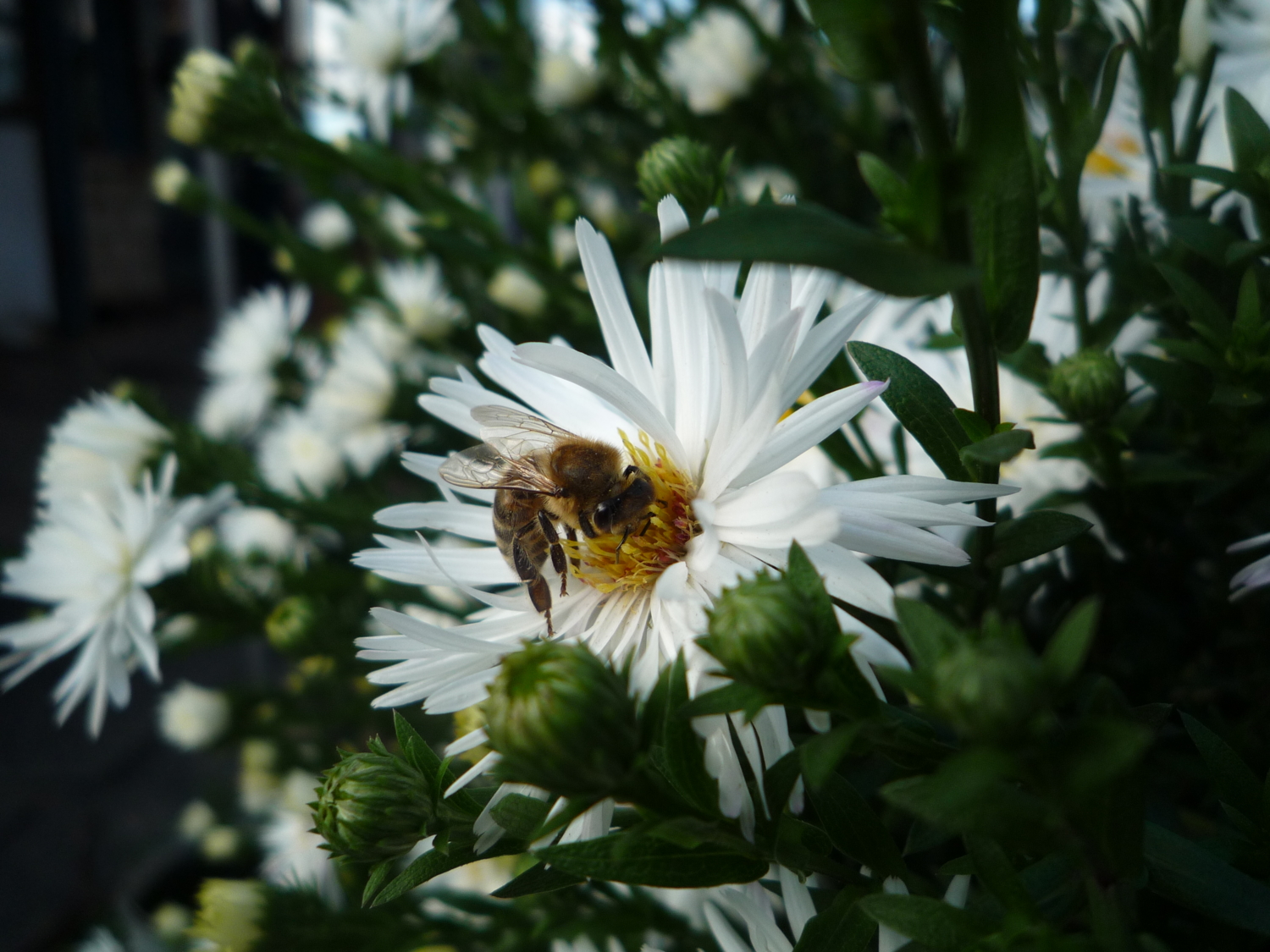 Пчелка на цветке
