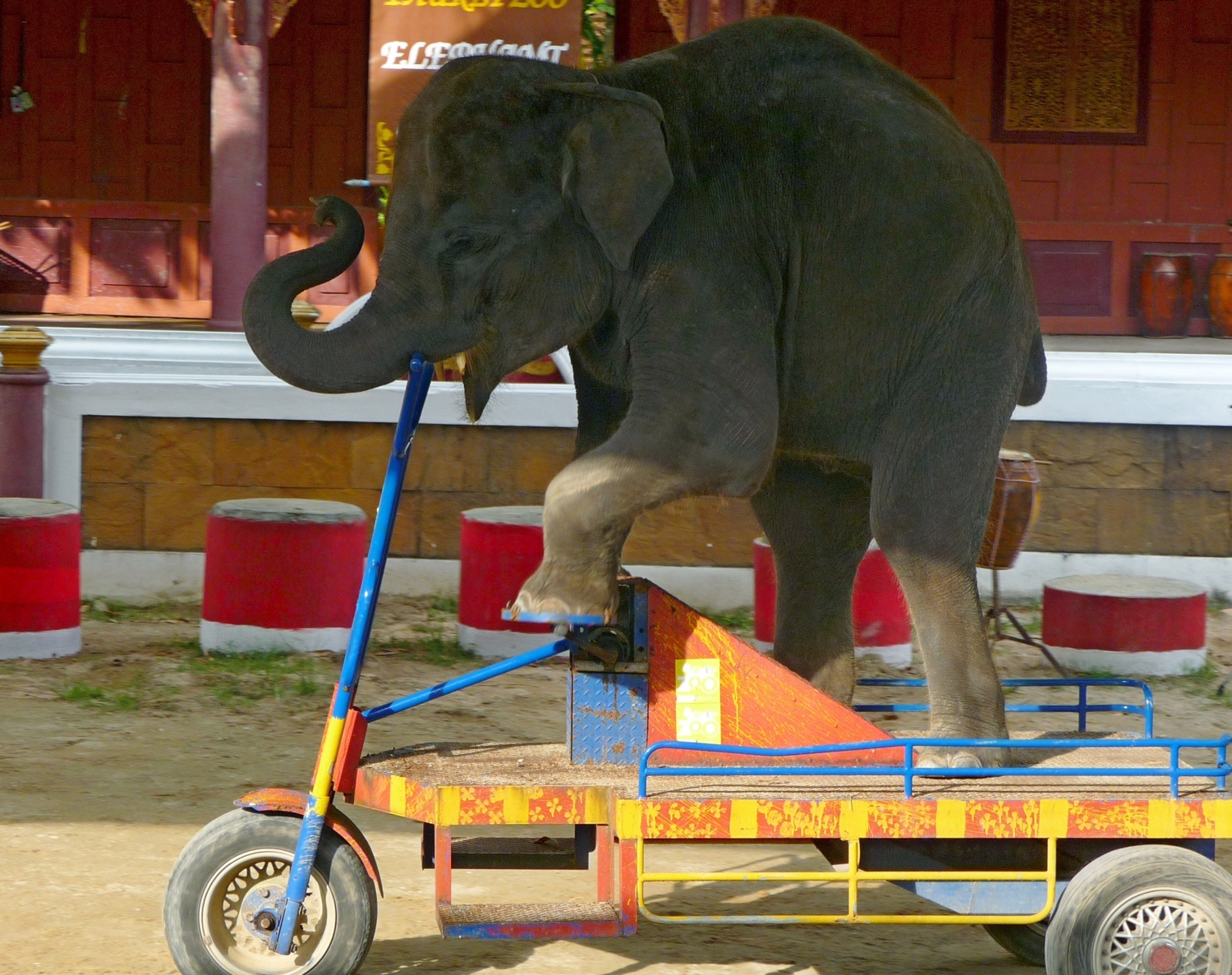 Слоновый транспорт