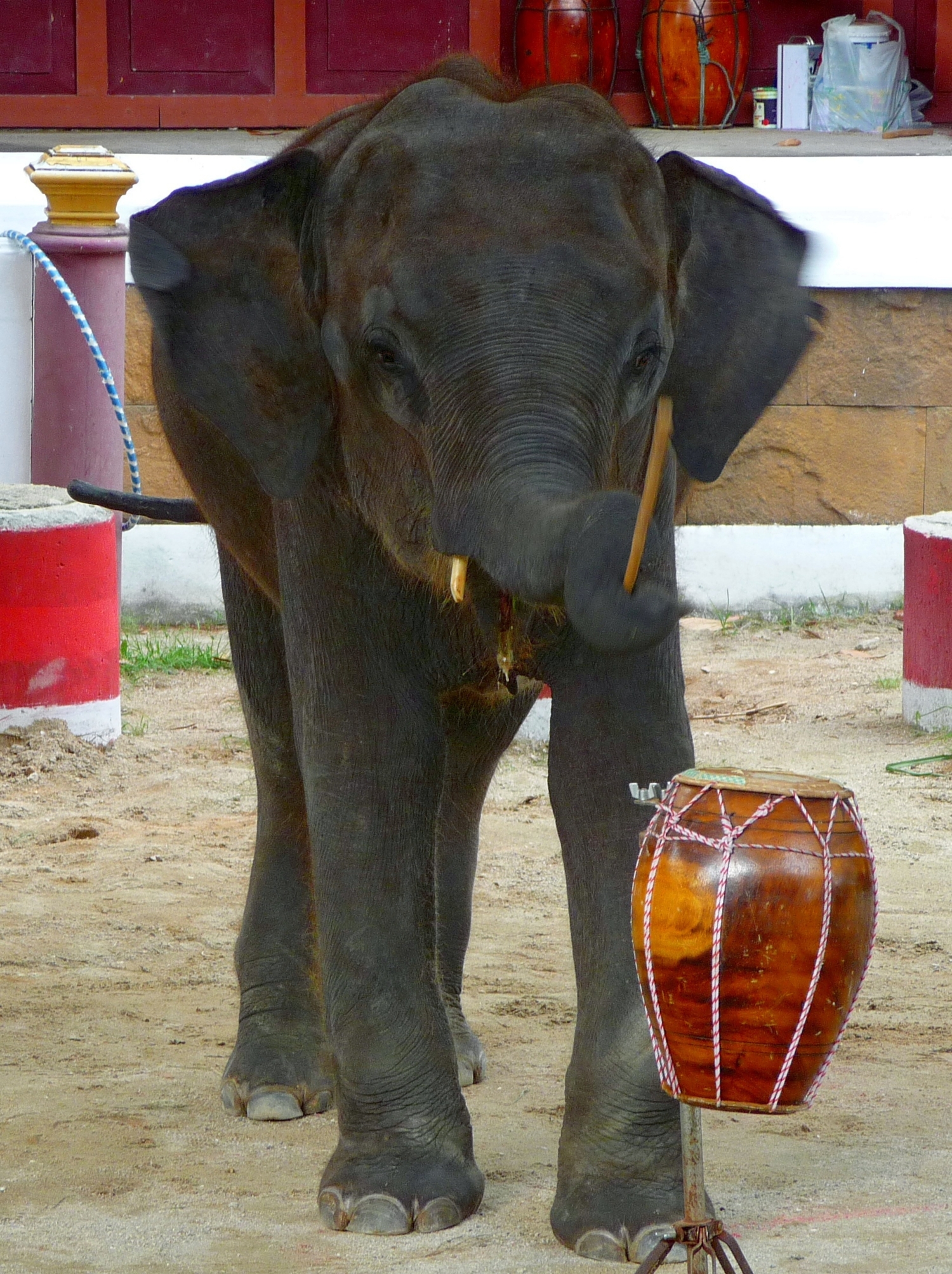 Слон и барабан