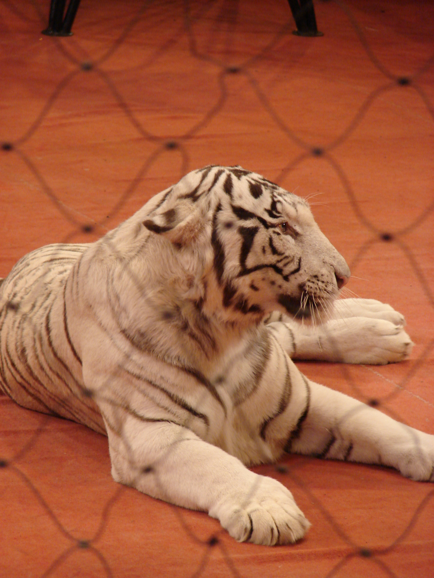тигр-альбинос