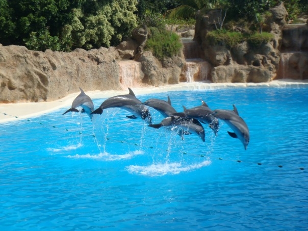 Испанские дельфинчики