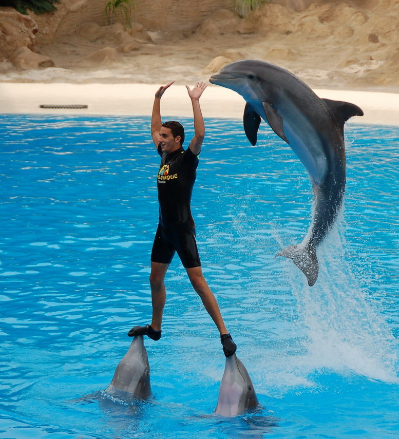 Дельфиний цирк