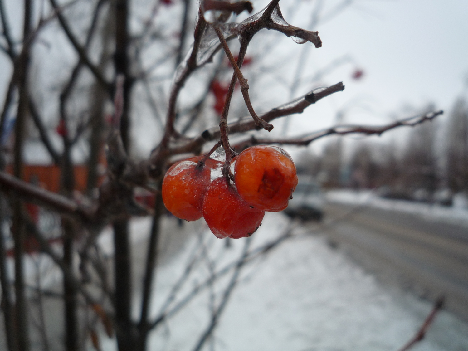 Ледяная корка