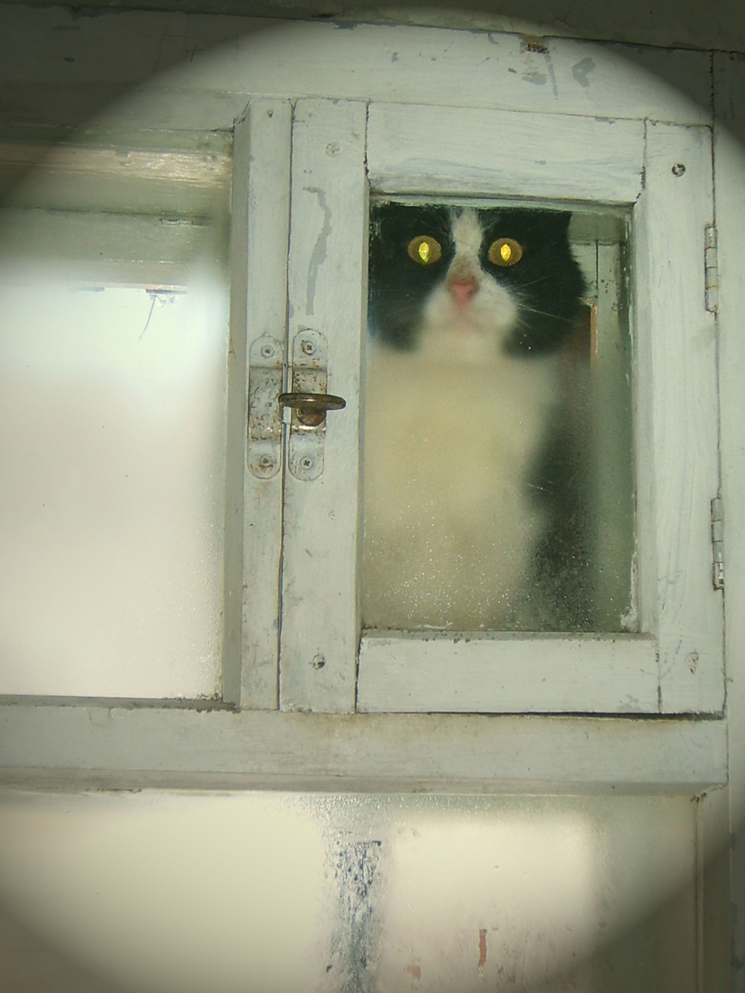Новый Кот в окно стучится!