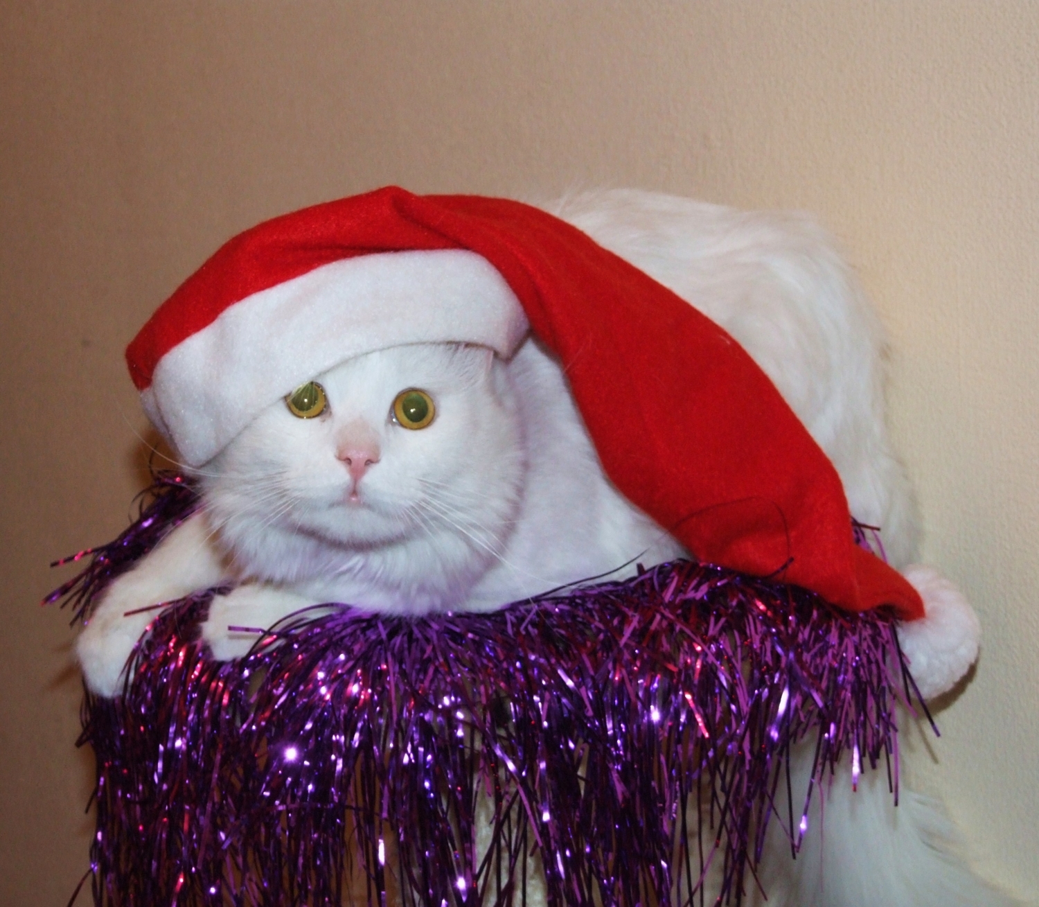 Год белого кота 2011 !