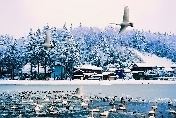 белые лебеди в зимний период!