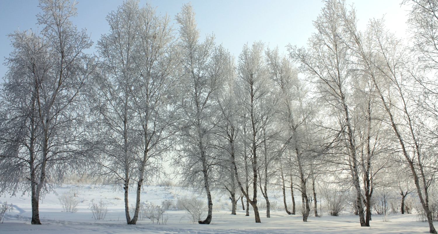 Серебрянные берёзы.