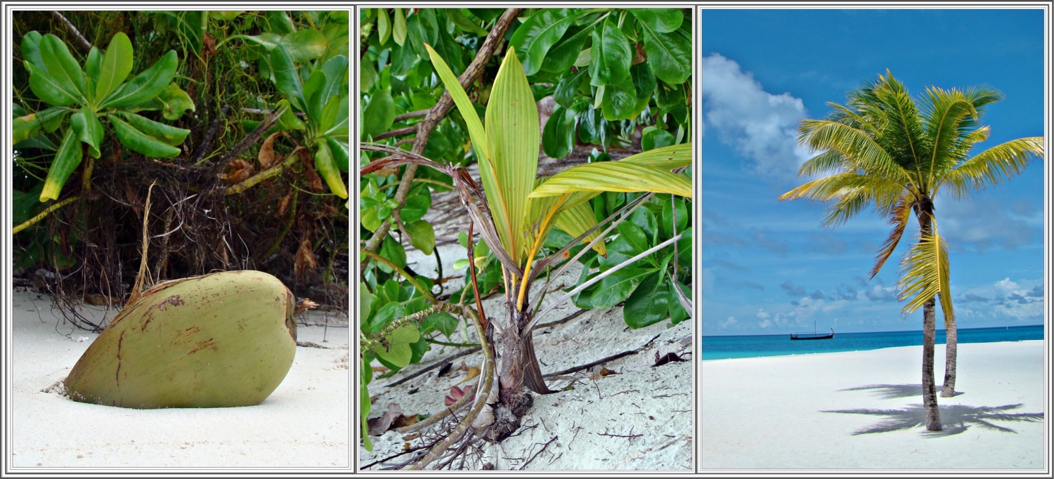 Произрастание кокосовой пальмы