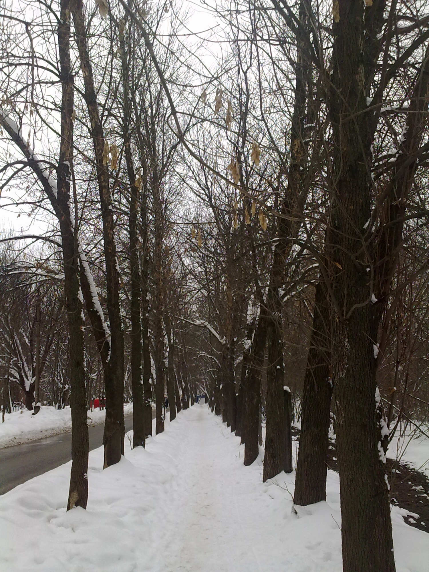 Я вижу свет в конце аллеи