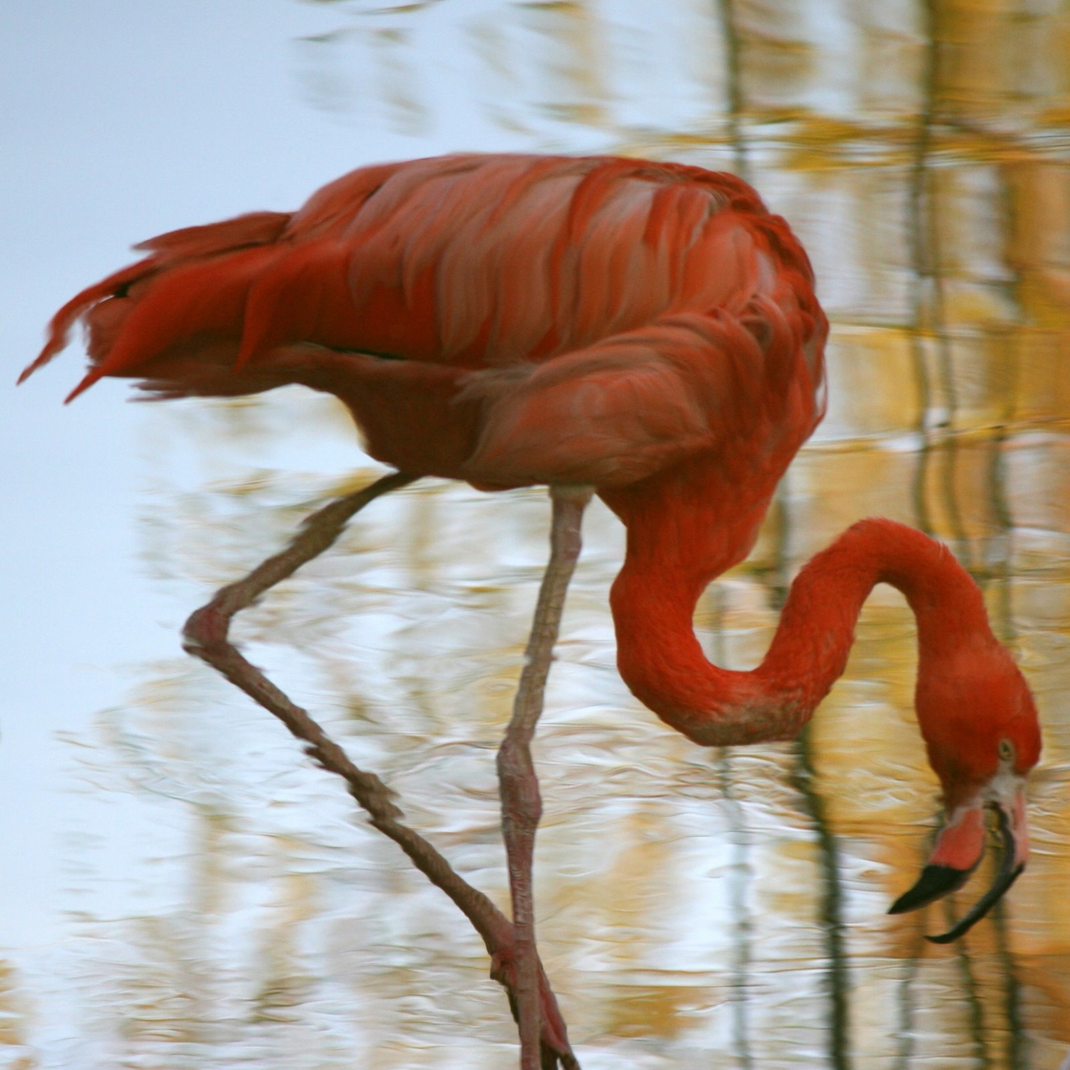 Зеркалирование фламинго