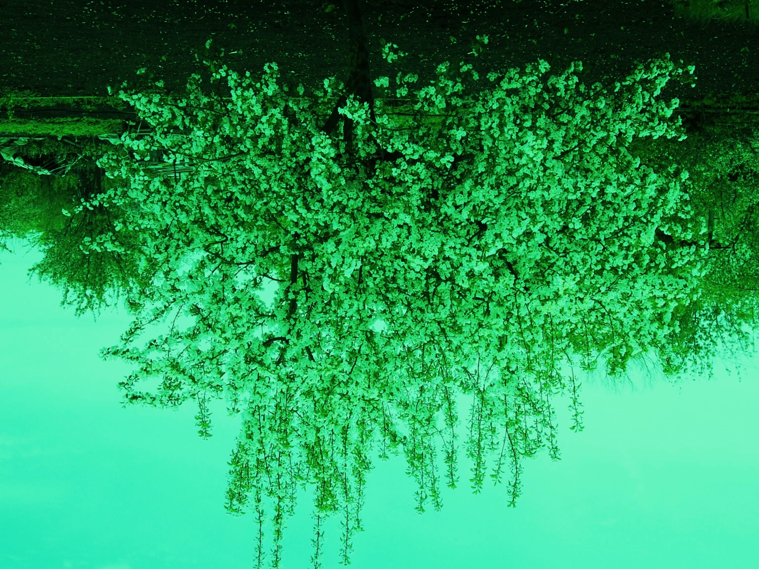 отражение яблони в озере