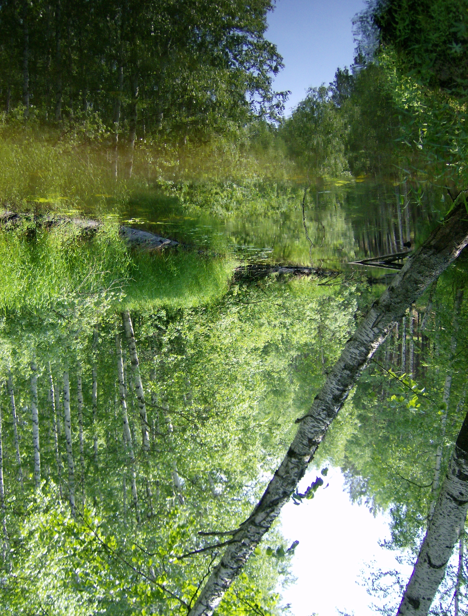 отражение в воде таежного озера