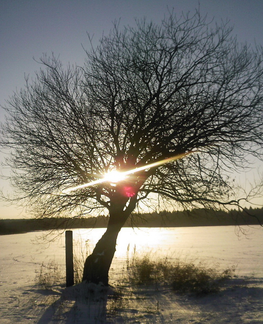 одинокое зимнее дерево
