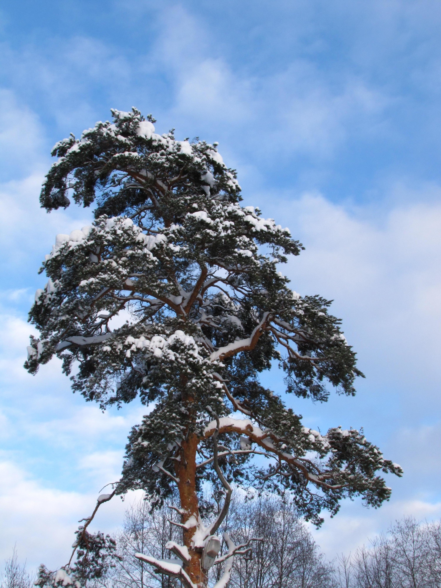 Лесная красавица