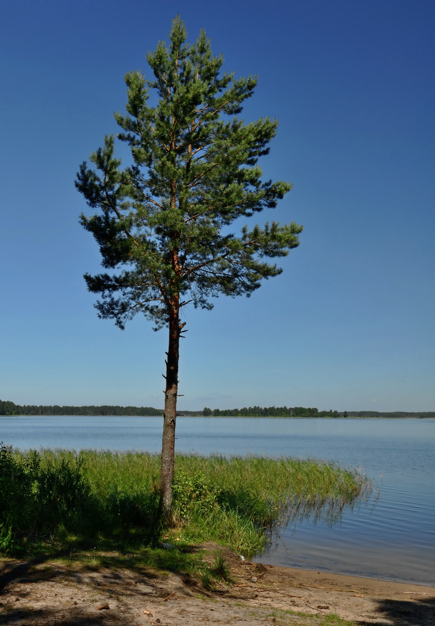 дерево у озера