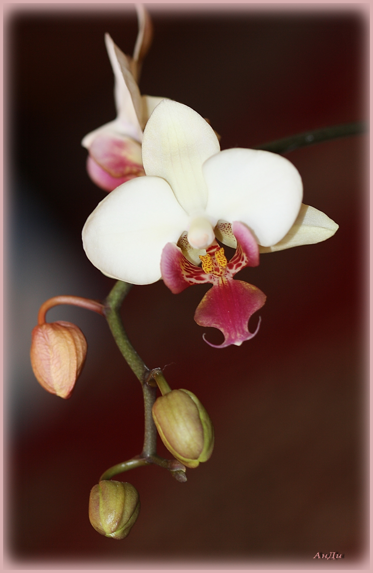 Орхидея, Ее Величество.