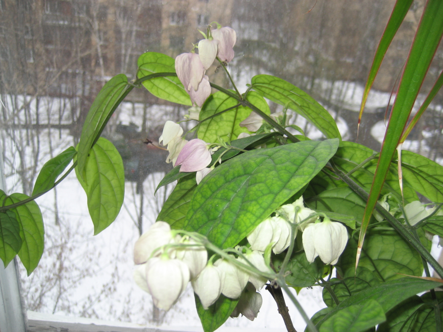 цветы на фоне зимы