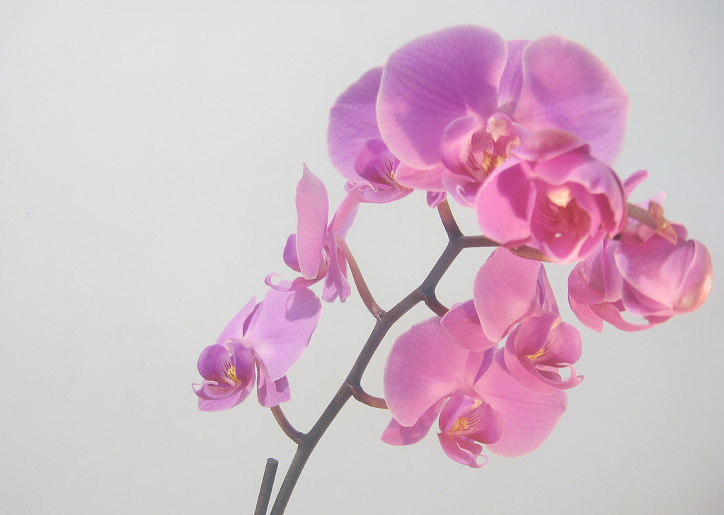 Орхидея №115