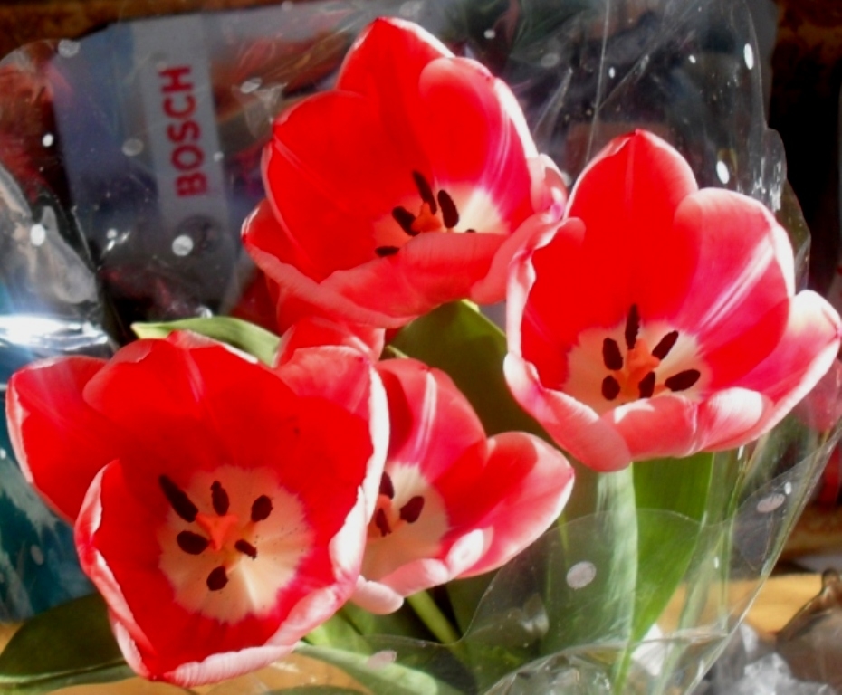 Тюльпаны..."bosch":)))