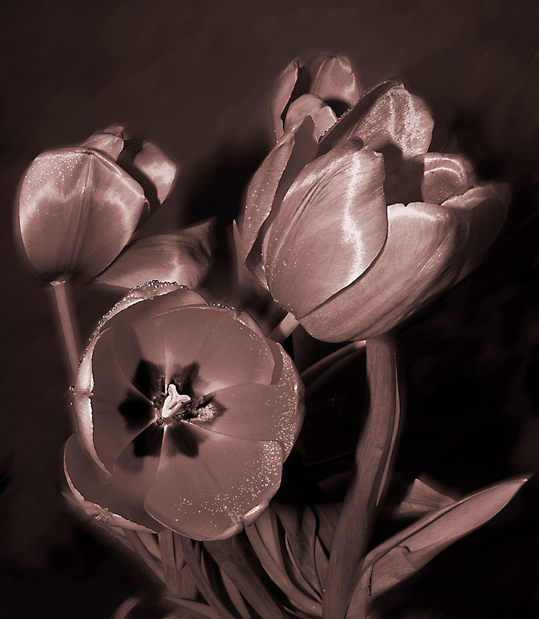 Тюльпаны в сепии