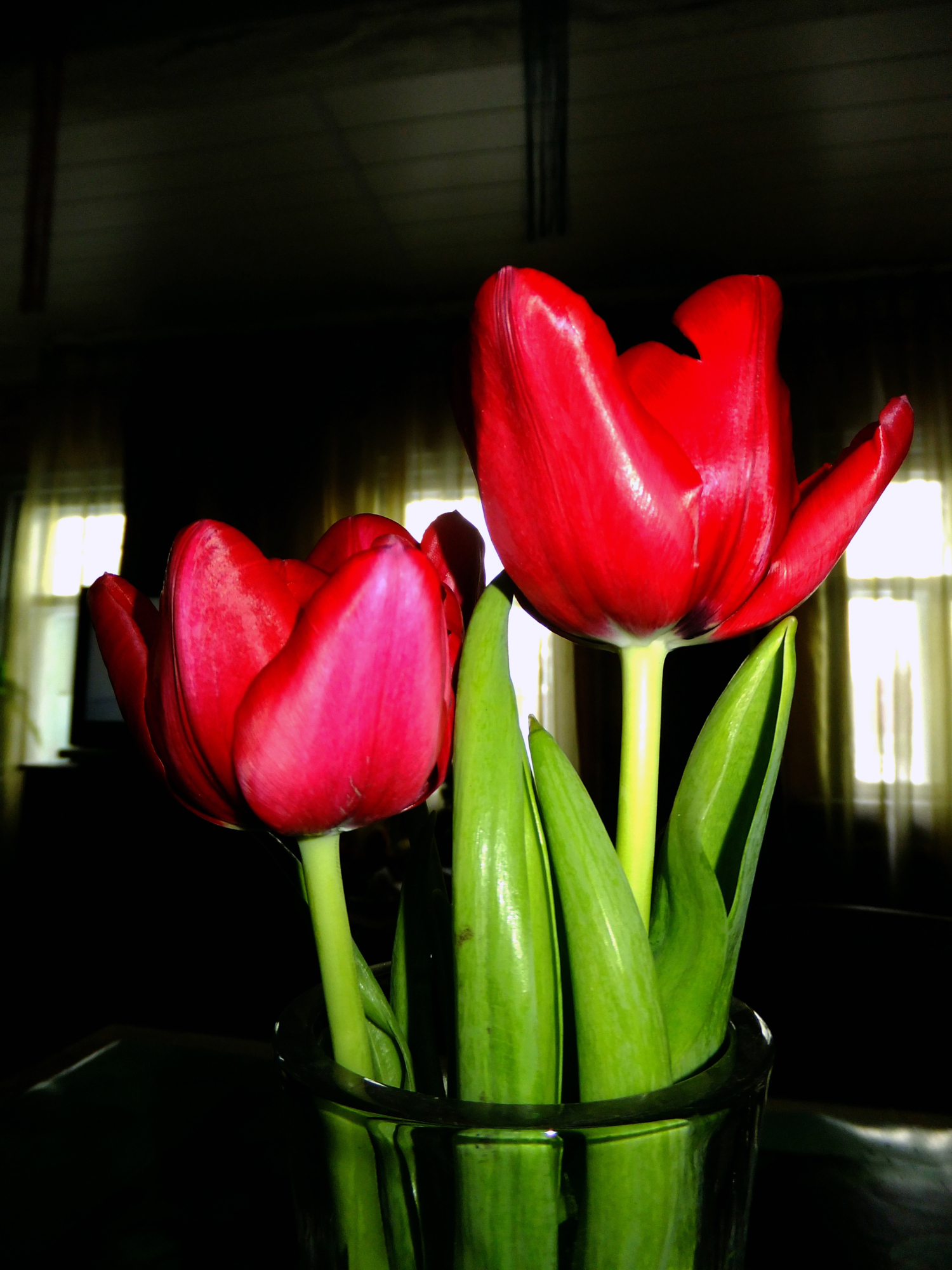 Тюльпаны в комнатной тени