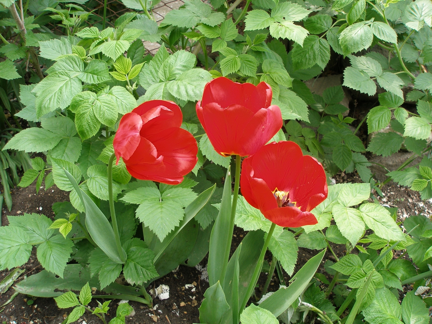 Тюльпаны в зарослях малины
