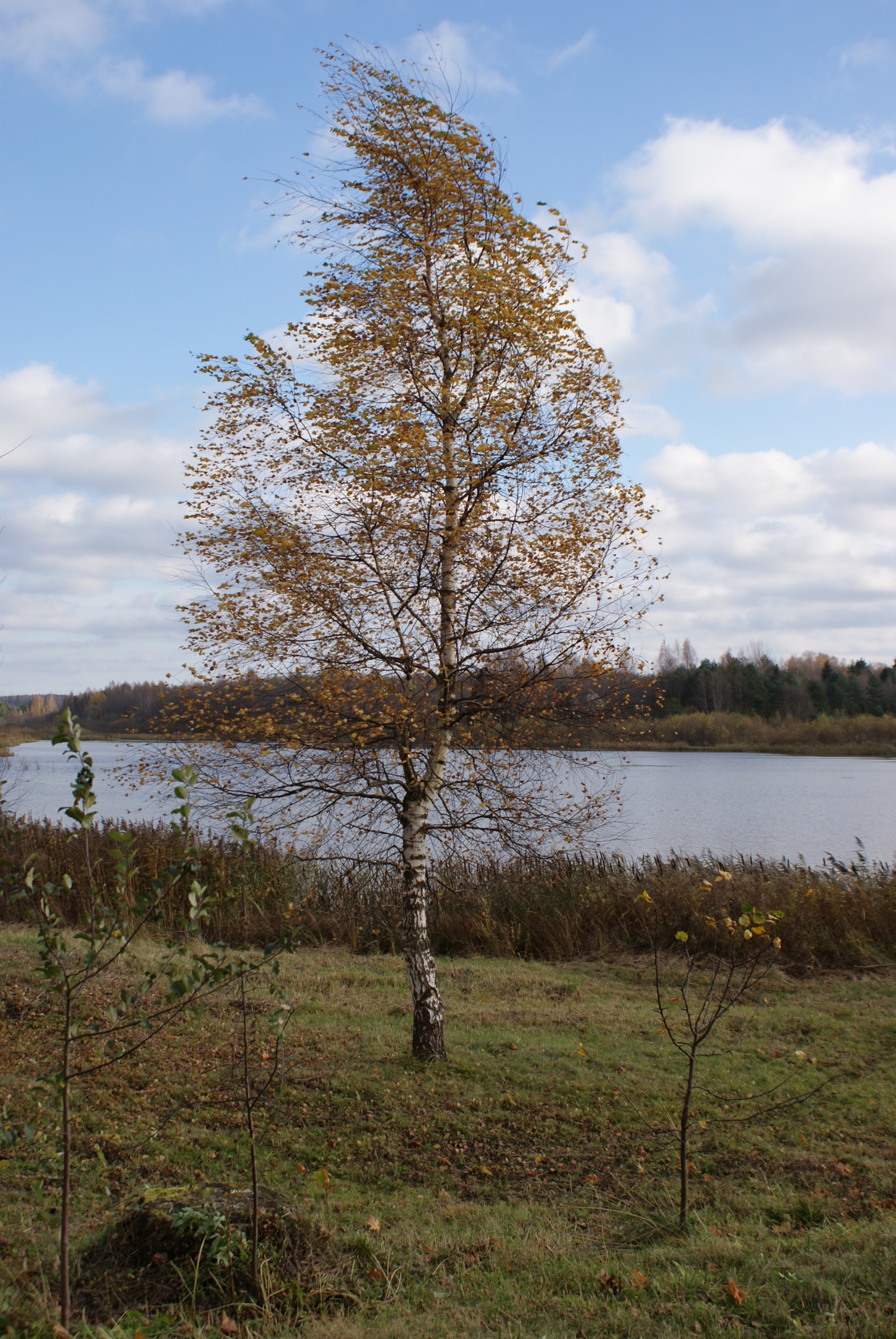 Осень