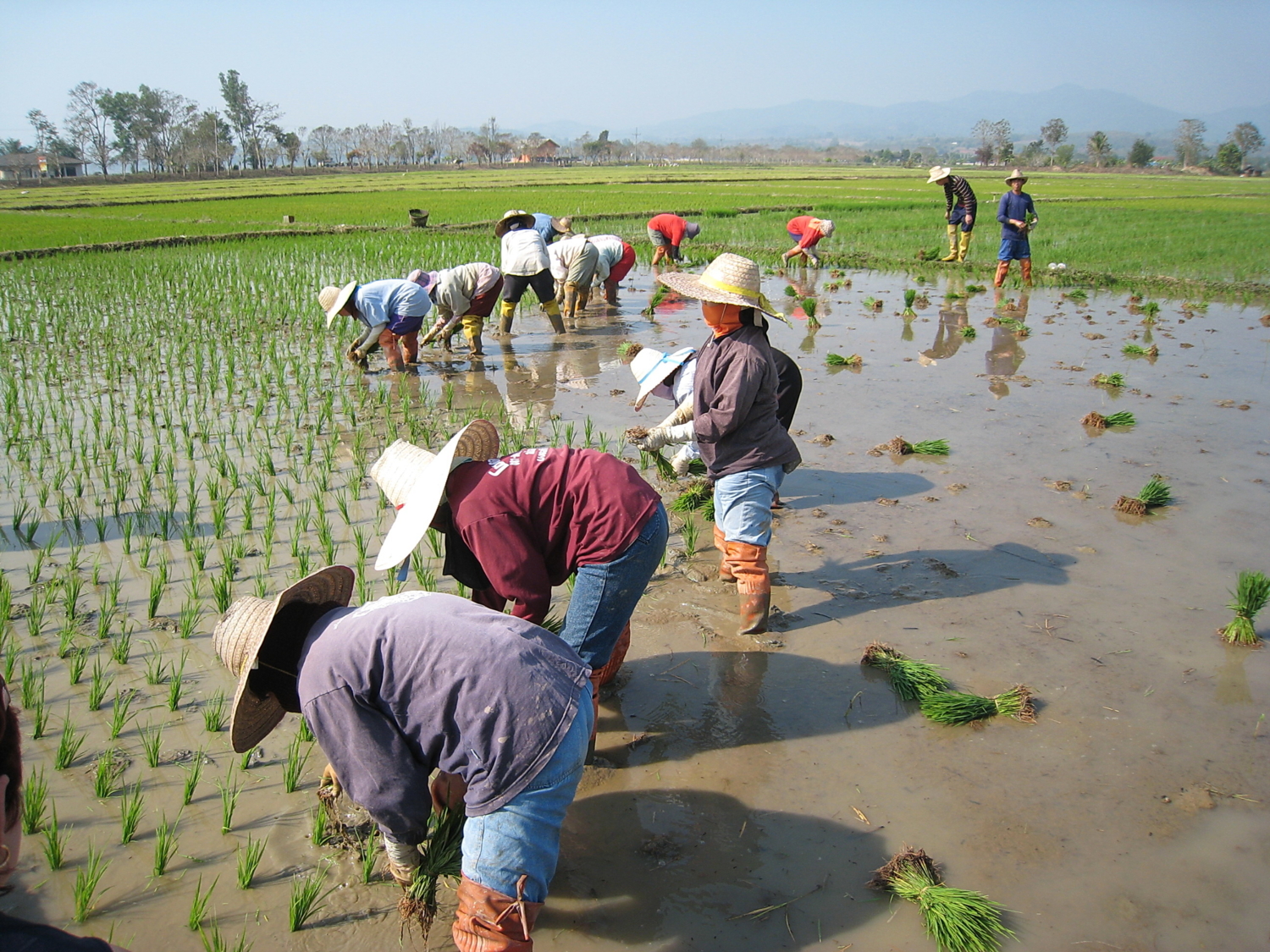 Рисовые поля Таиланда.