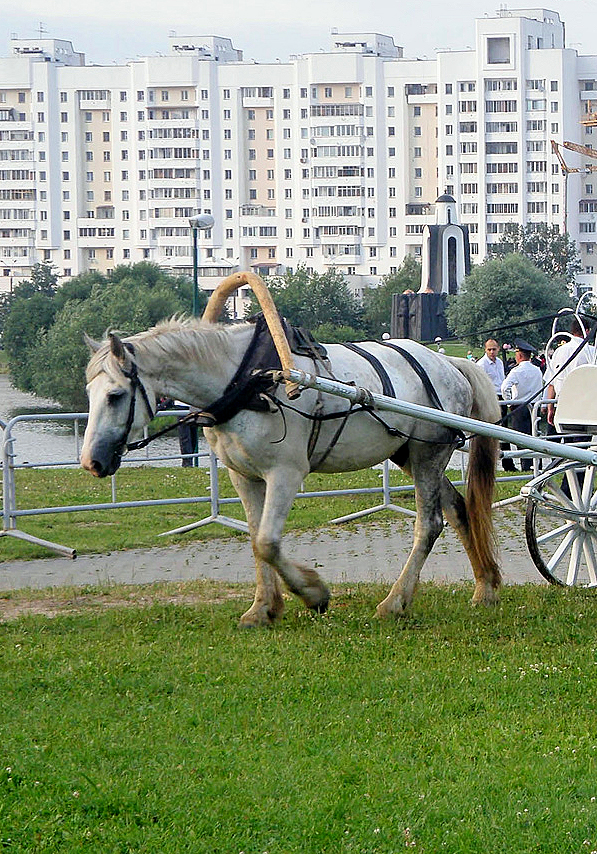 Трудовые будни горожанки