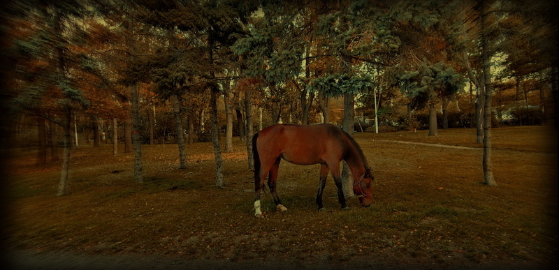 Парк, осень, лошадь..