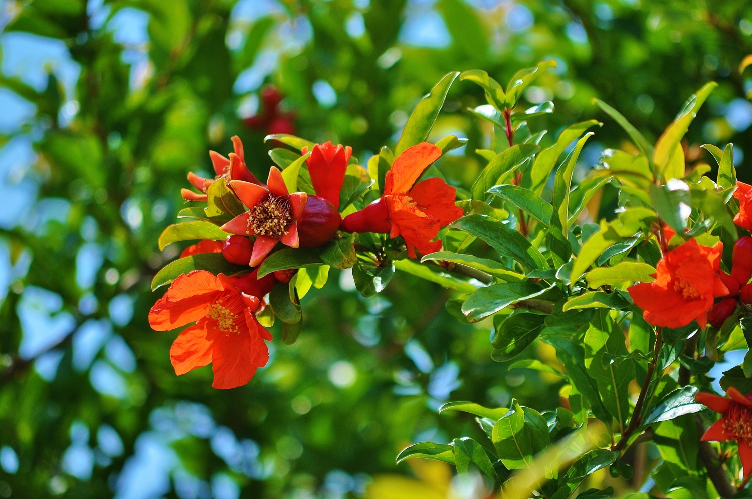 Pu-punica granatum  