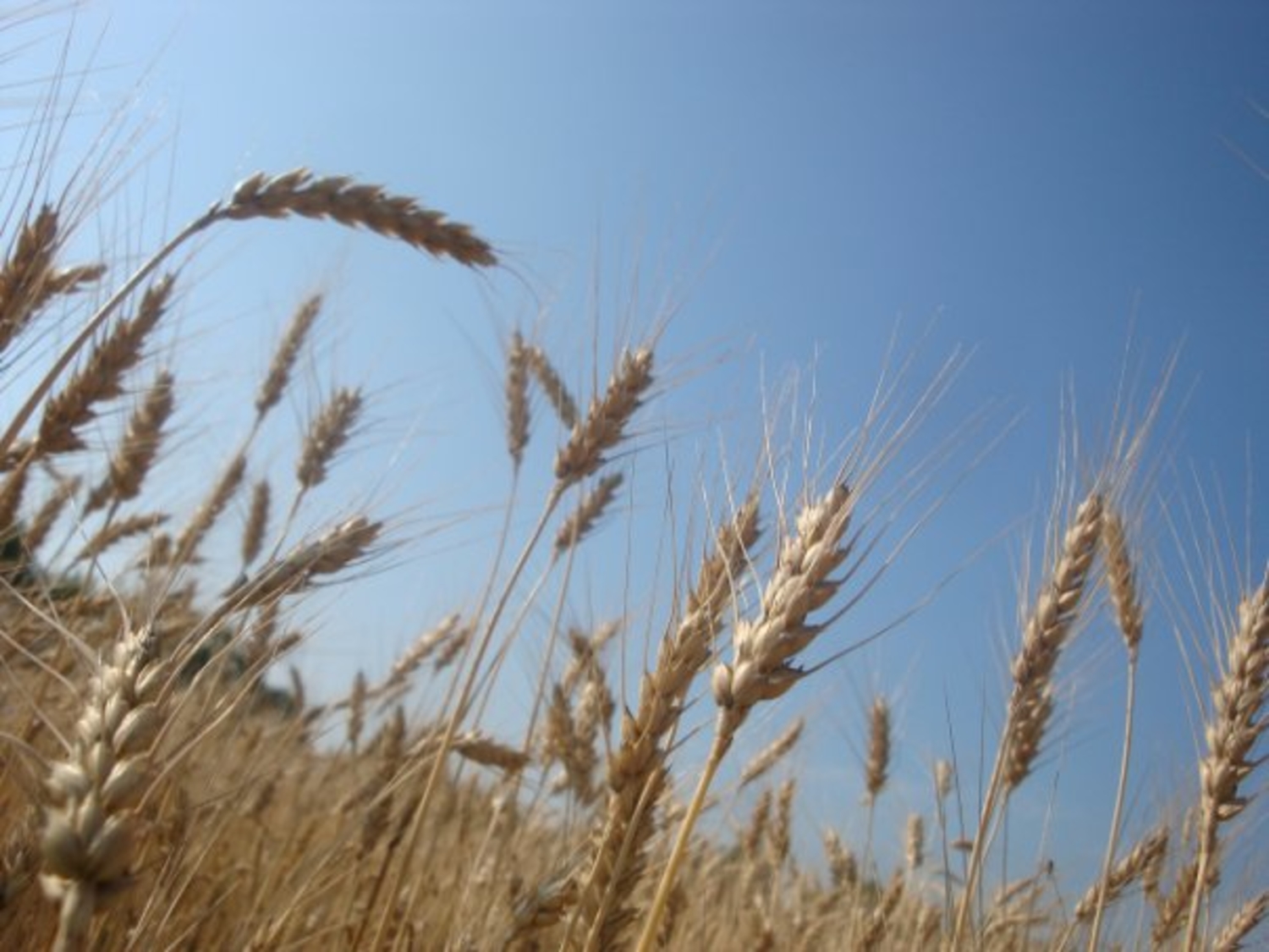 пшеница-золотится
