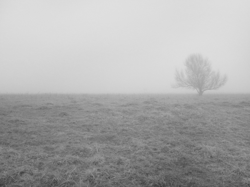 Дерево окутаное туманом