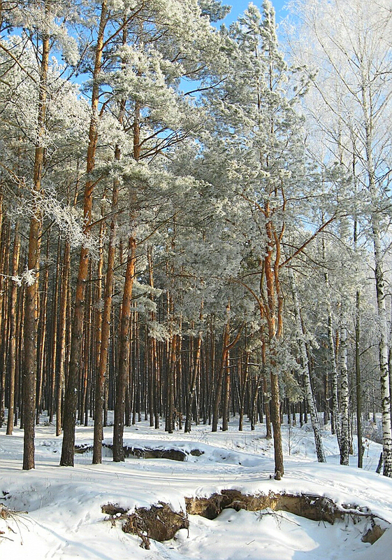 Зимний лес