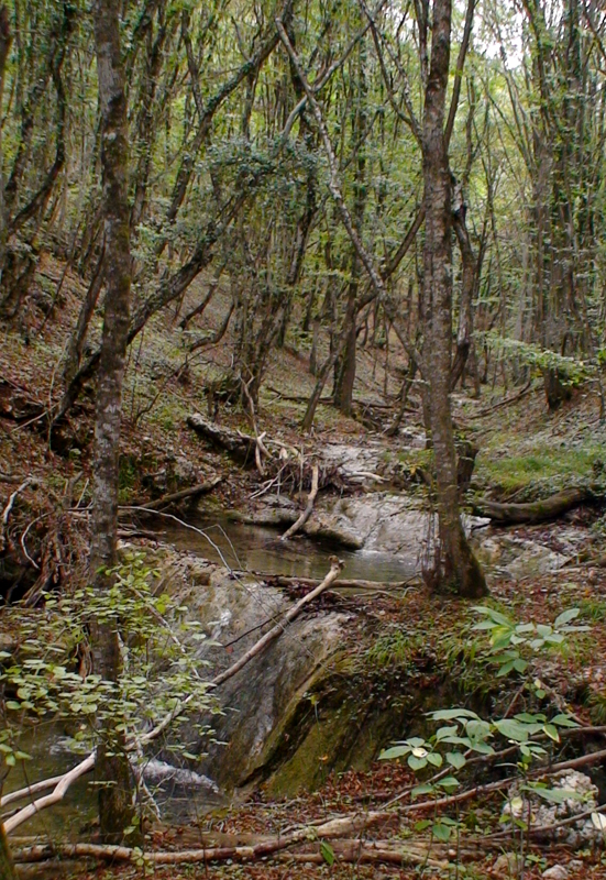 Река в дремучем лесу