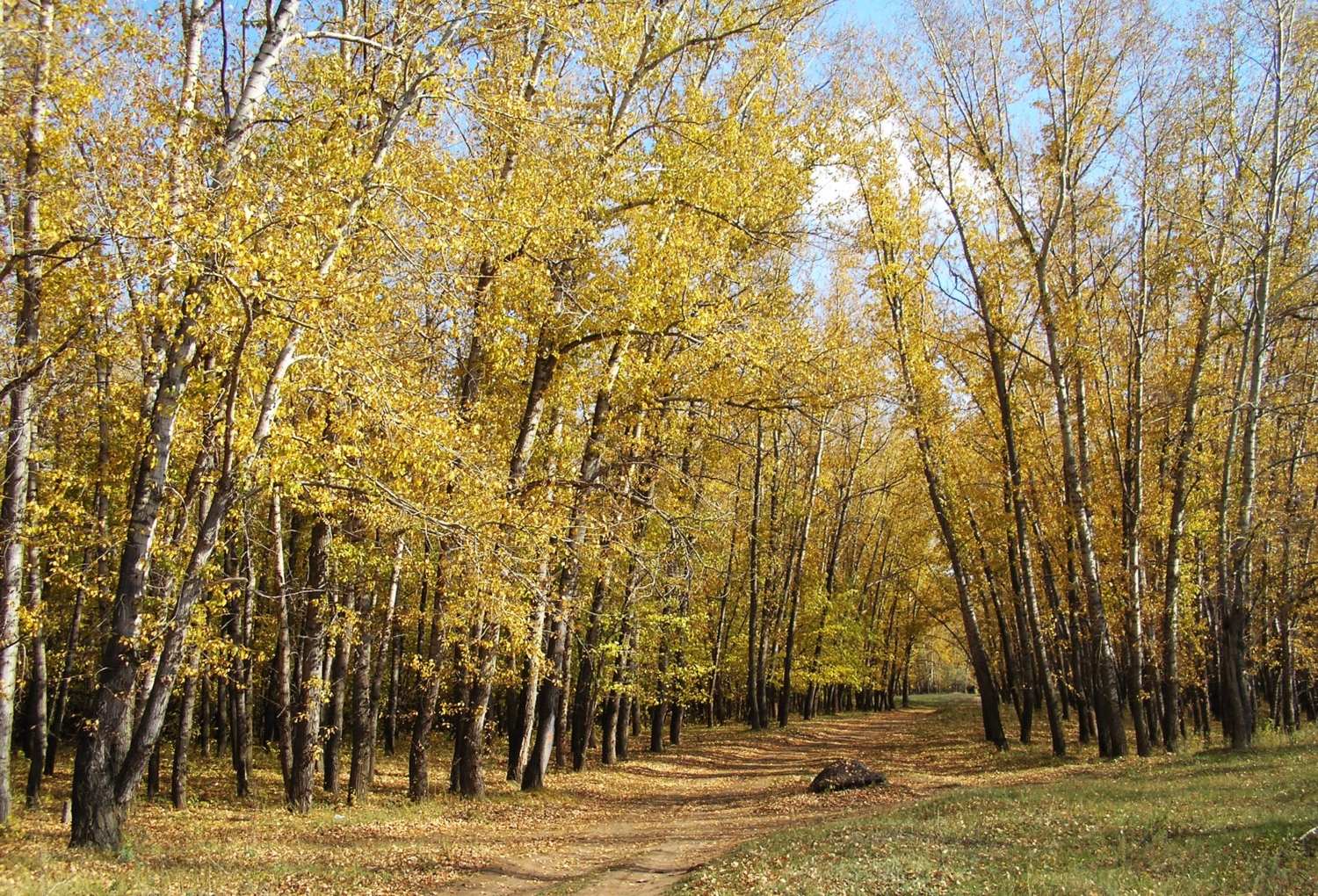 Осенний лес