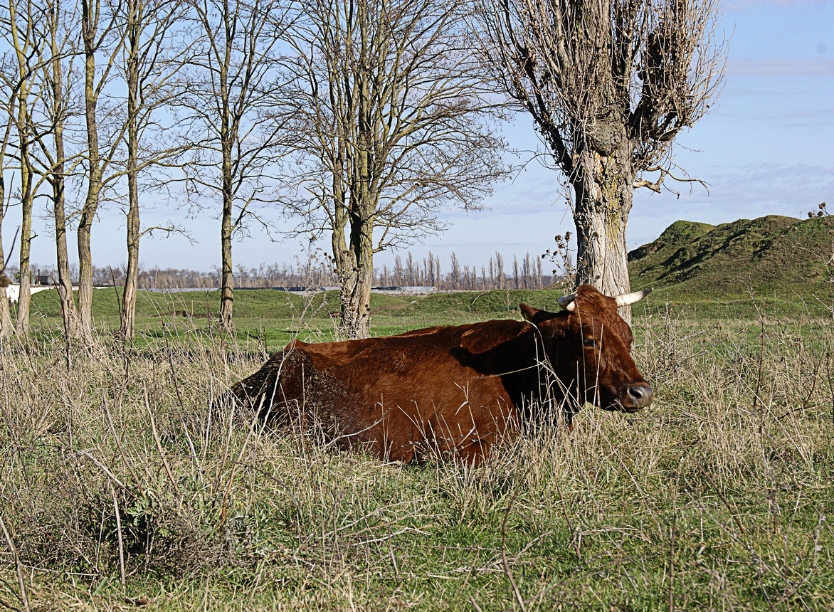 Коровка устала