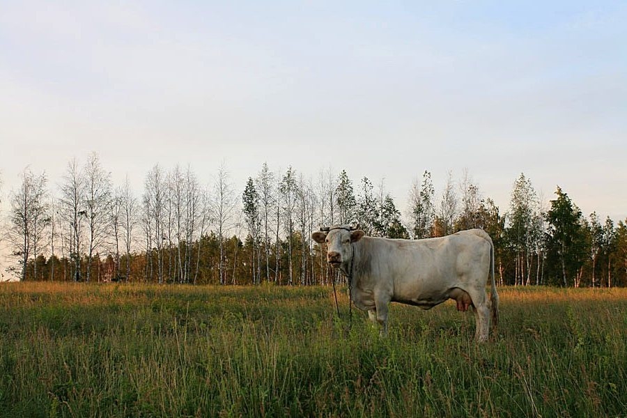 На лугу паслась корова