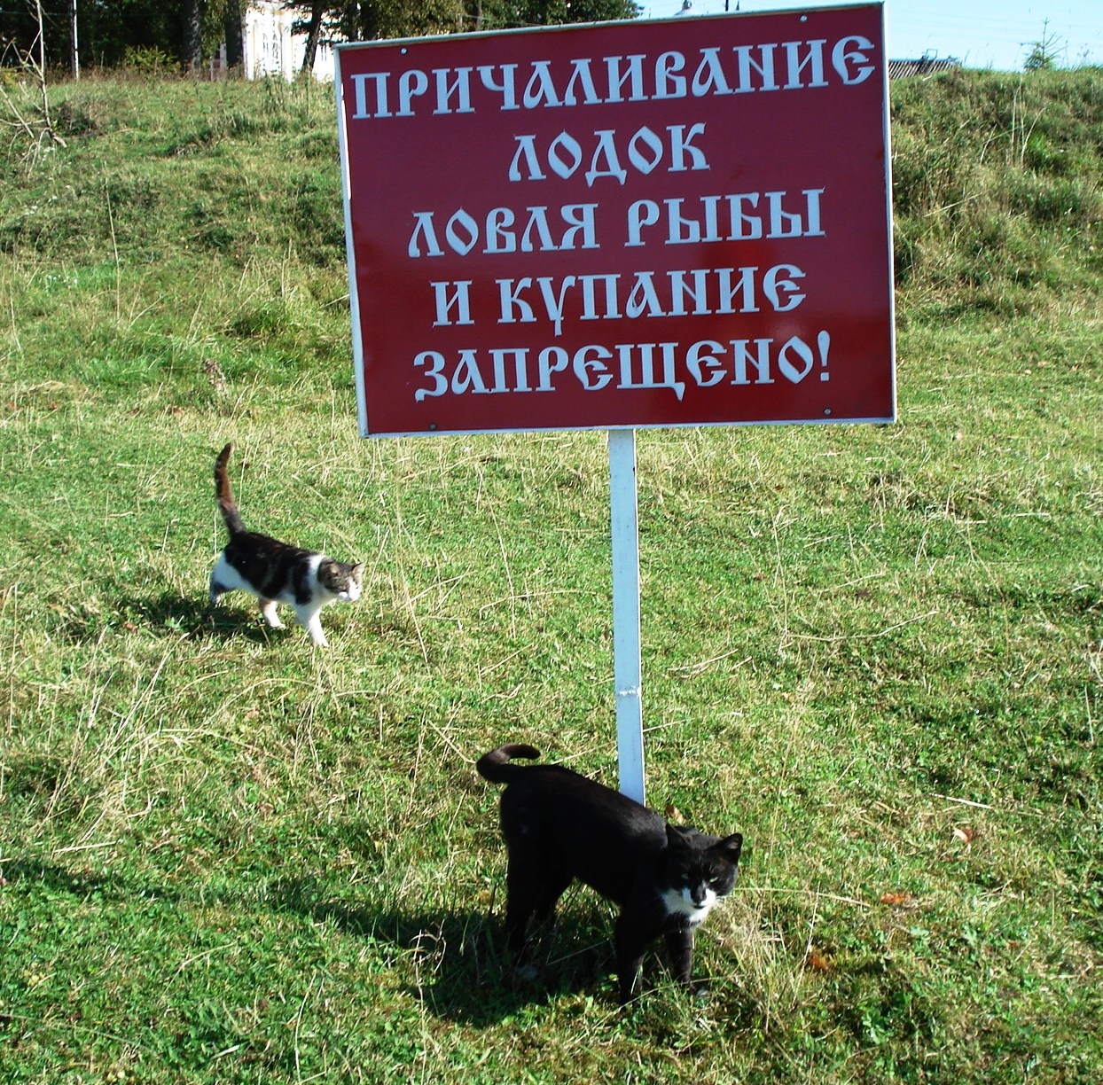 Котейки тоже "пасутся"