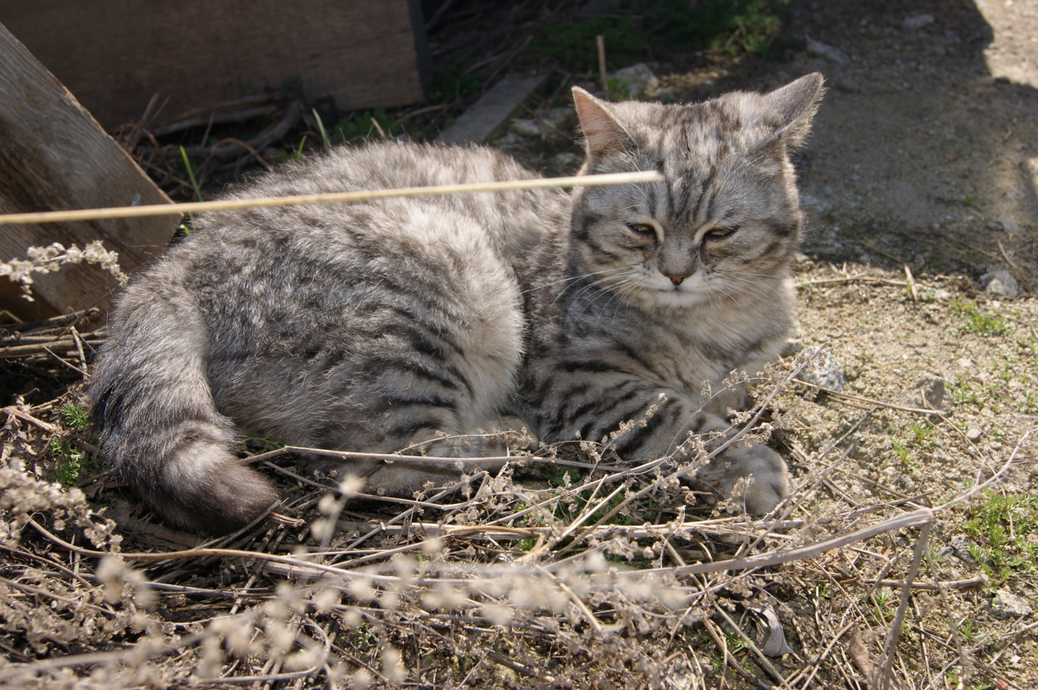 Кошки тоже любят луг!